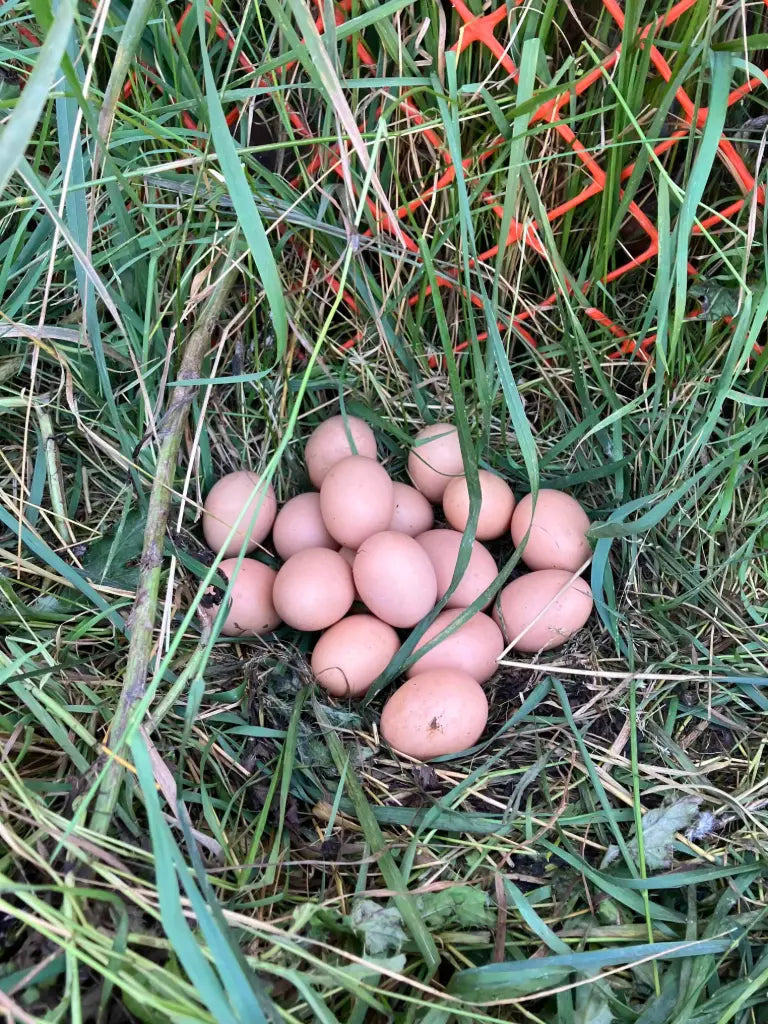 Farm-fresh, Free-Range Weekly Egg Program