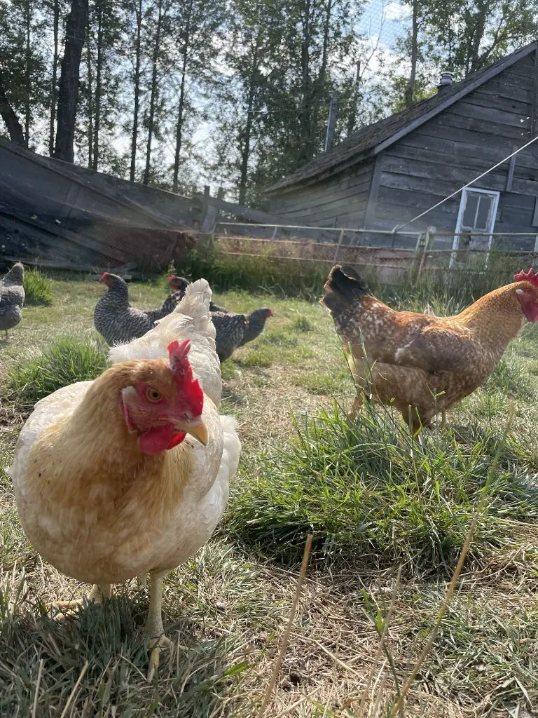 Farm-fresh, Free-Range Weekly Egg Program
