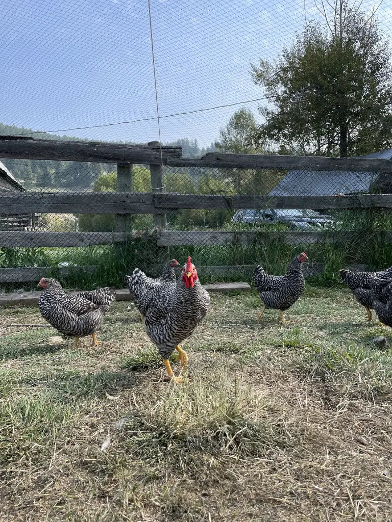 Farm-fresh, Free-Range Weekly Egg Program