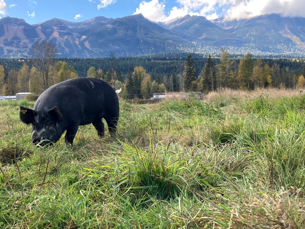 Berkshire Pork Quarter: (August 2026 Preorder)