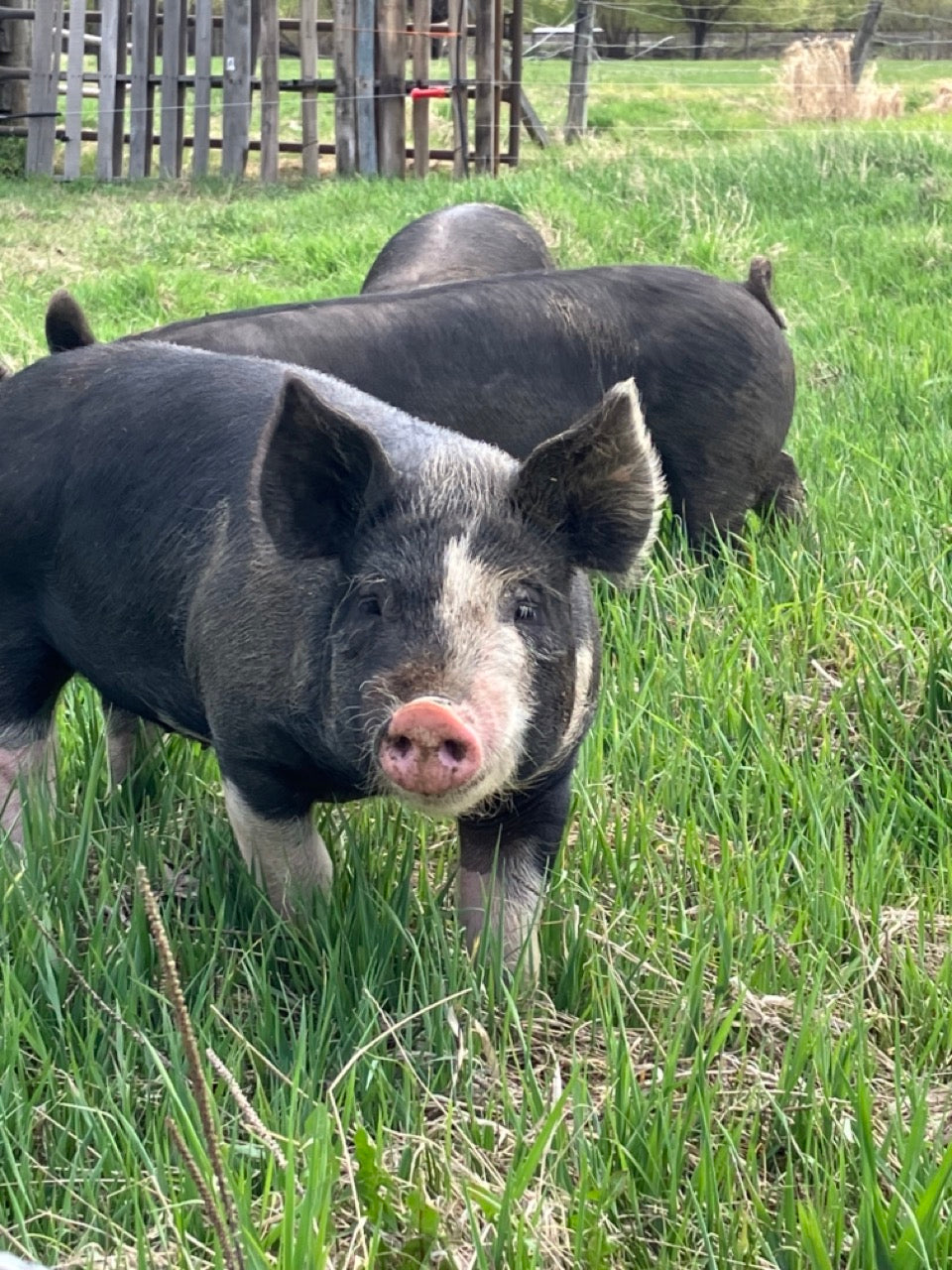 Golden Acres Farm Delicious Weekend Pack