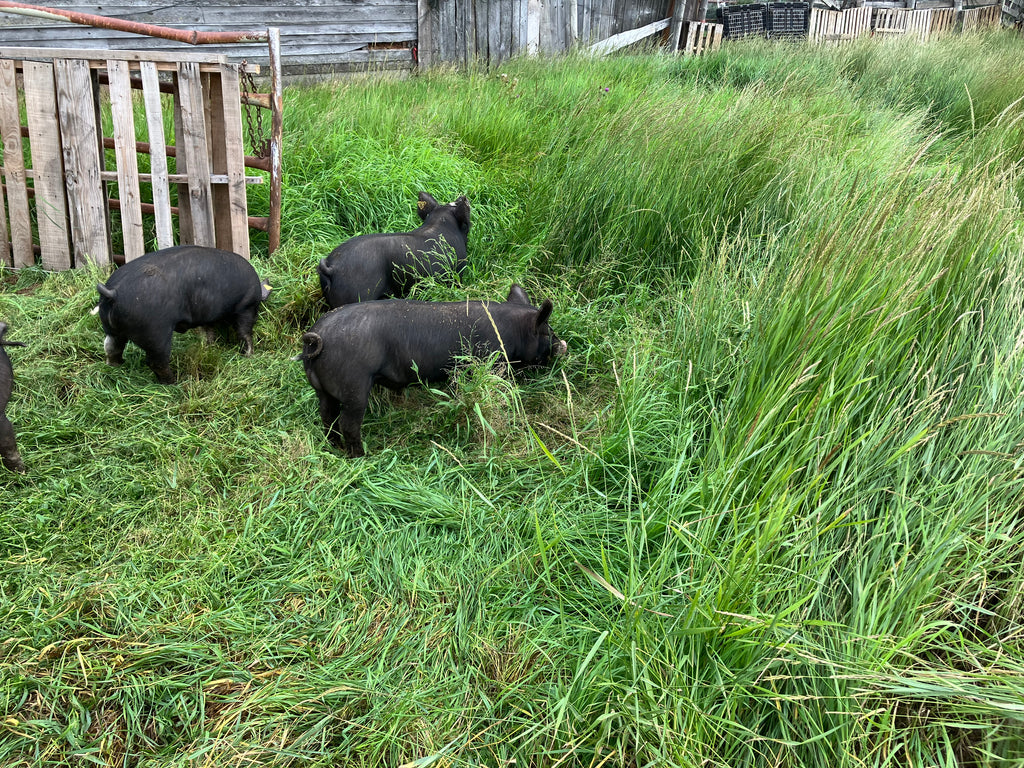 All of our pics, live good lives on pasture